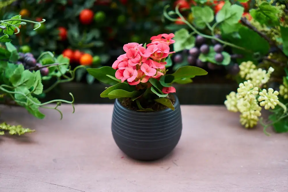 أفضل 9 أنواع نباتات داخلية للمنزل وكيفية التعامل معها