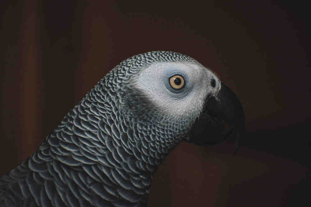 gray-parrot