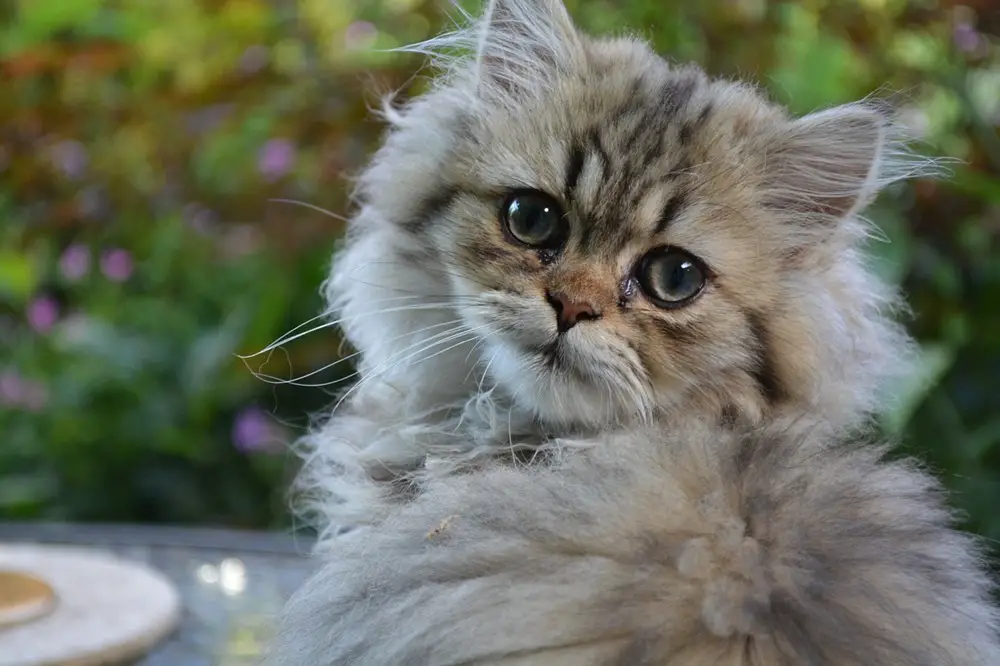 ما هي سلوكيات القطط الشيرازي وكيفية العناية بها؟