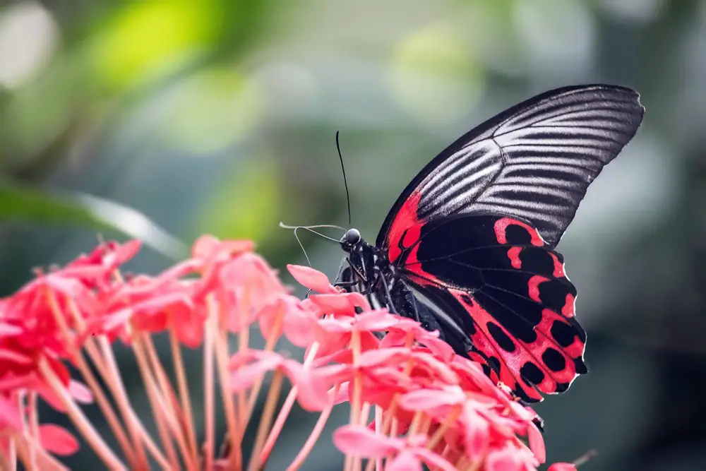 17 من أجمل أنواع الفراشات حول العالم وأسماءها المختلفة