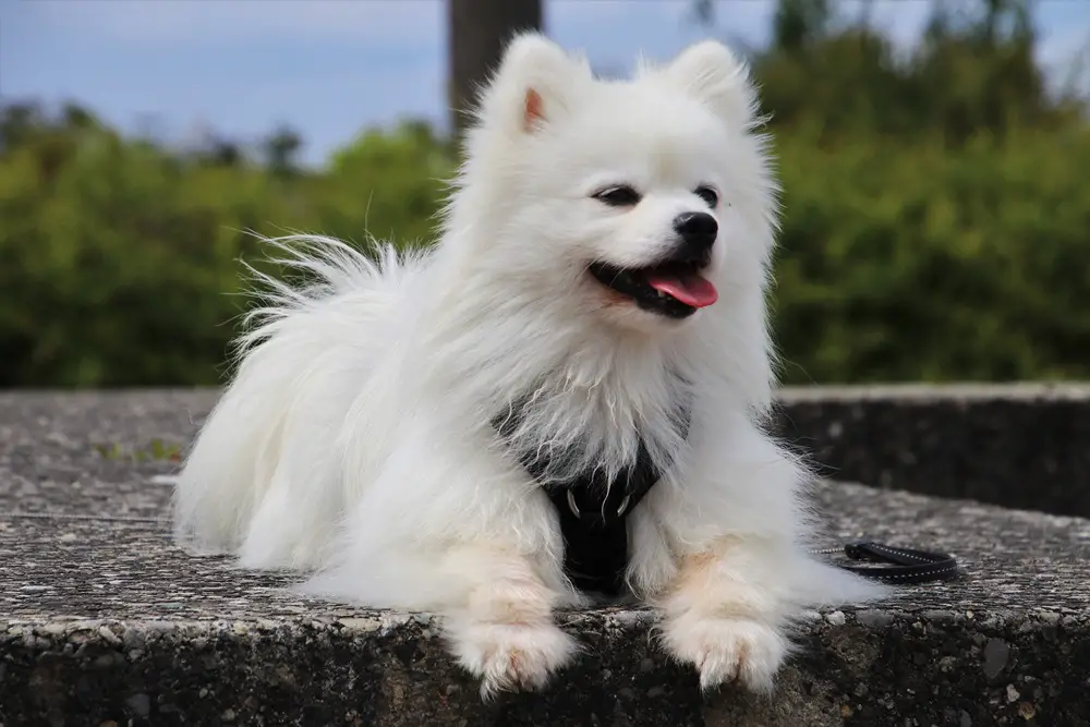 كلب لولو فوكس: معلومات عن أحد أكثر أنواع اللولو شهره