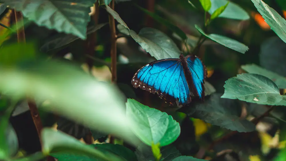 المعلومات الكاملة عن الفراشة مورفو الزرقاء Morpho