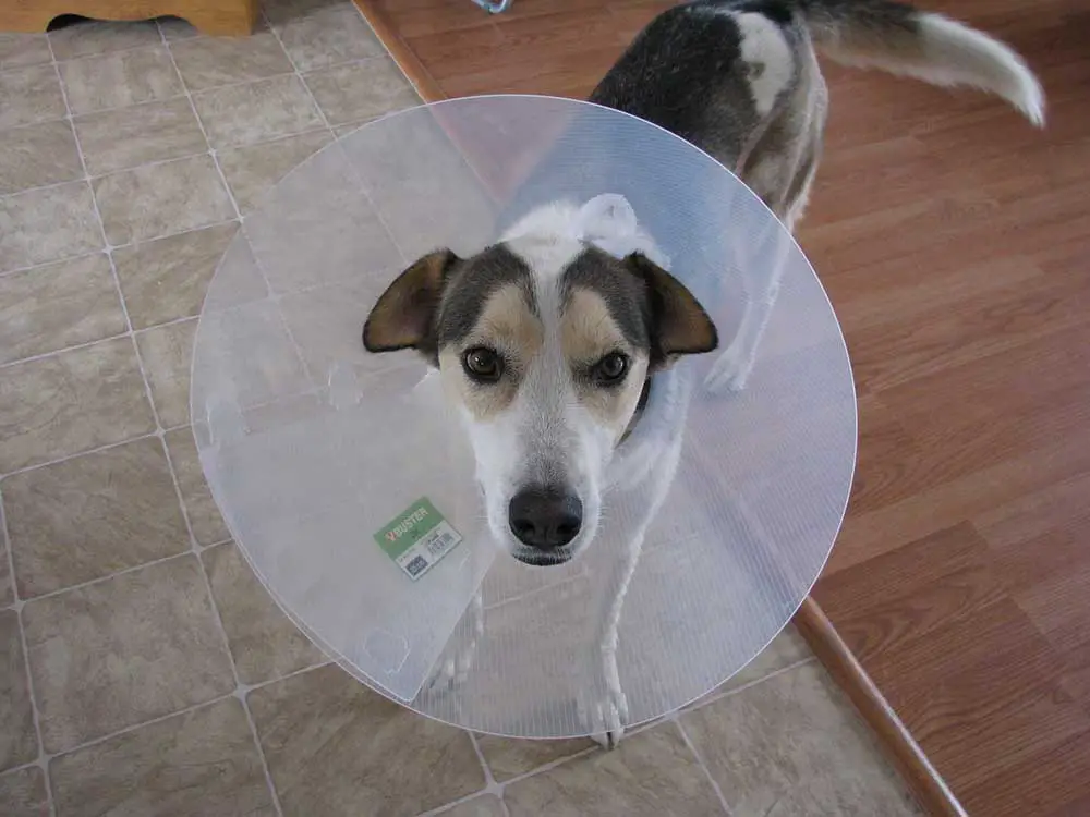 فيروس بارفو: أسباب إصابة الكلاب به وكيفية علاجه