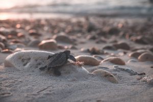 small-turtle