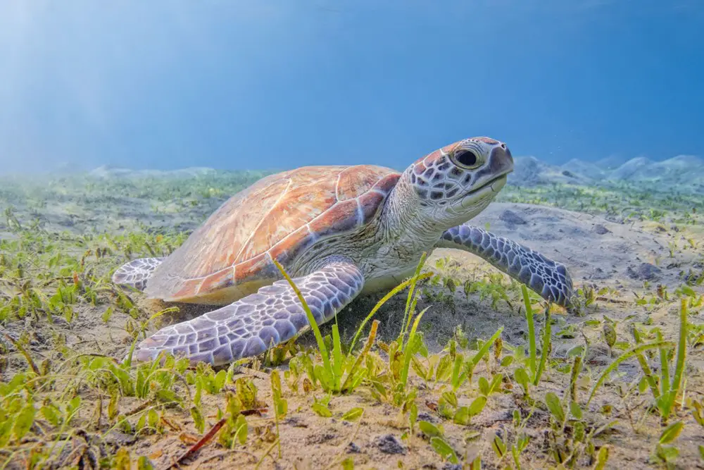 ٧ أنواع من السلاحف البحرية معظمها مهدد بالانقراض