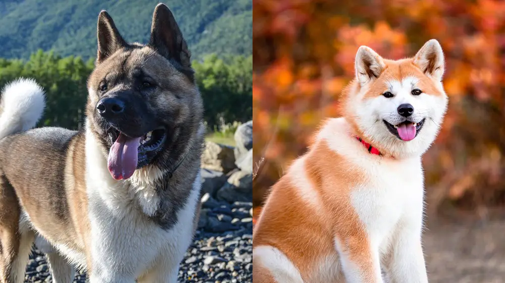 كلب أكيتا الأمريكي وأكيتا إينو الياباني