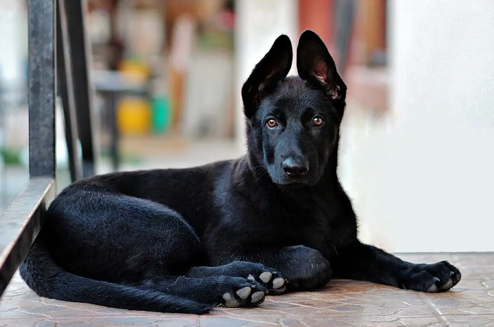 ما هي مميزات كلب بلاك كود وكيف يمكن رعايته وتدريبه؟