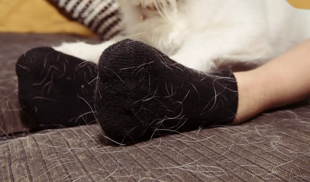9 أسباب لتساقط شعر القطط وكيفية علاجها والوقاية منها