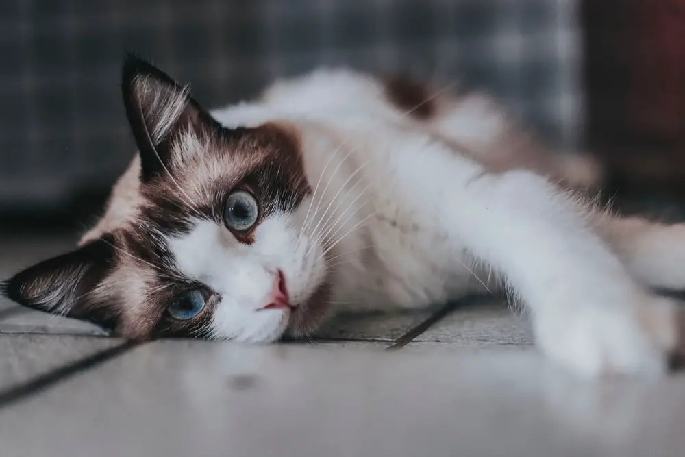 ما أسباب نوبات الصرع عند القطط وأعراضها وطرق العلاج؟