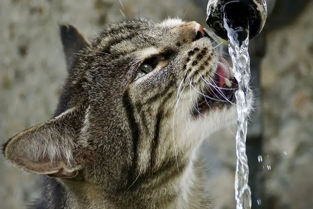 ما أسباب العطش المتزايد عند القطط وأعراضه وكيفية علاجه؟