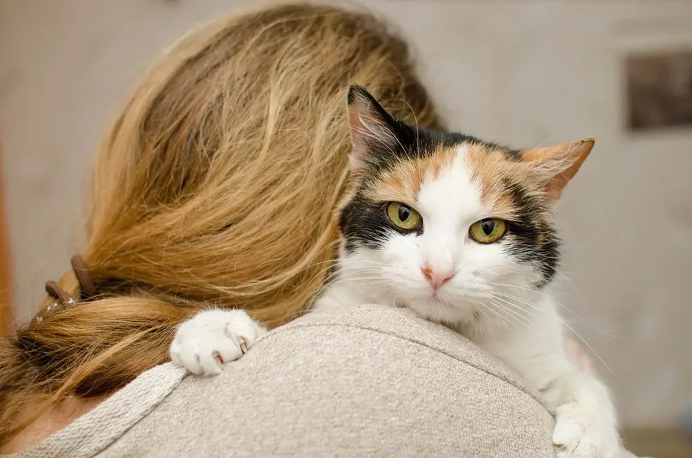 ما هو داء القطط وكيفية تأثيره على الحوامل؟