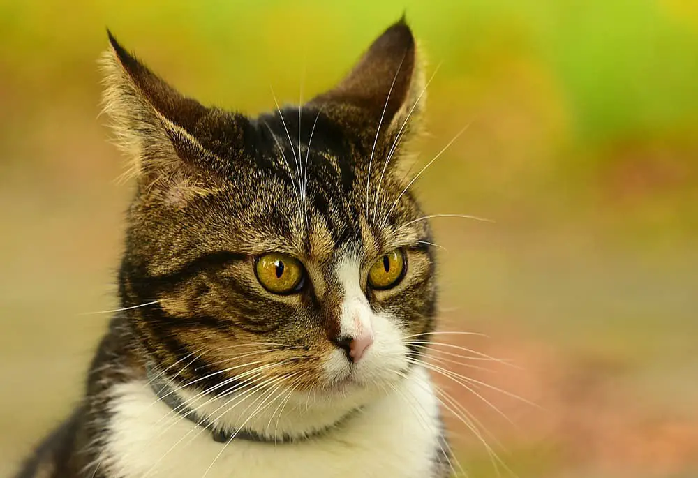 7 من أشهر أنواع القطط ذوات الآذان الطويلة ومواصفاتها