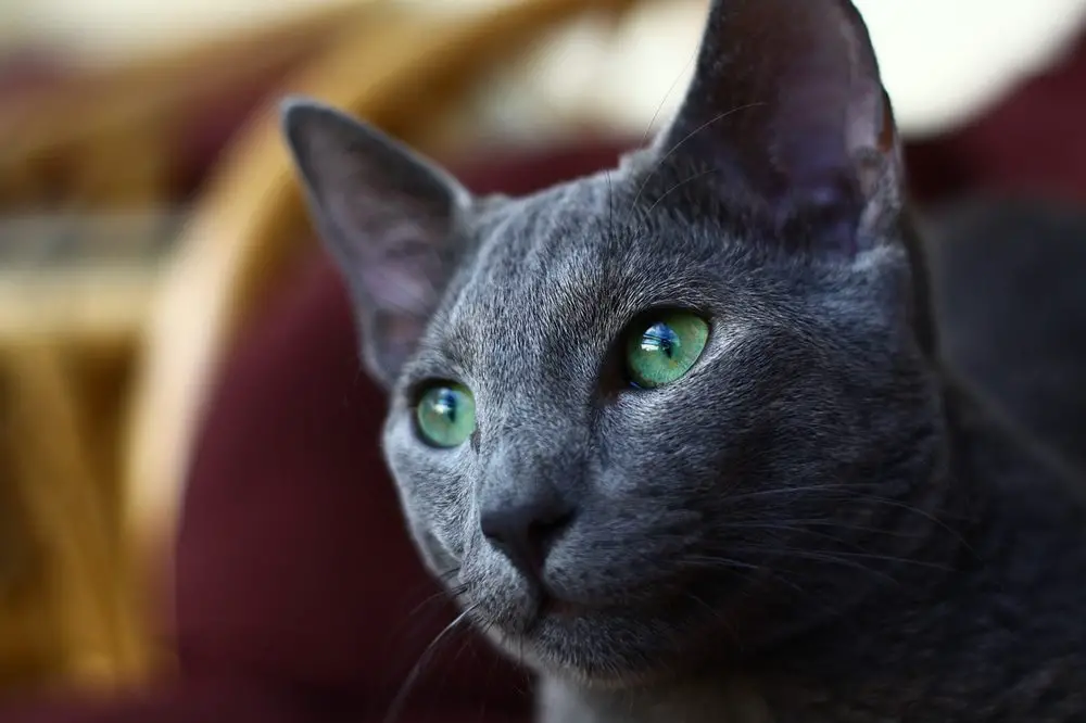 معلومات حول القط الروسي الأزرق وشخصيته وكيفية رعايته