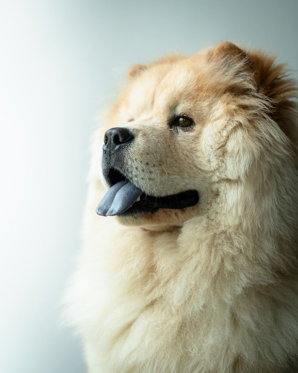 كيف تربي كلب تشاو تشاو وتهتم بتغذيته وصحته ومظهره