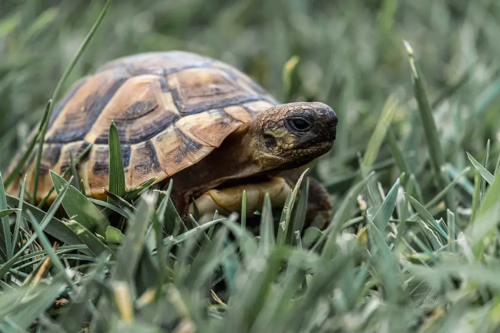 7 أنواع من السلاحف البرية وأهم النصائح لتربيتها