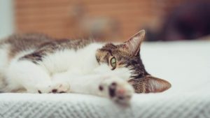 التهابات الغدد الثديية عند القطط