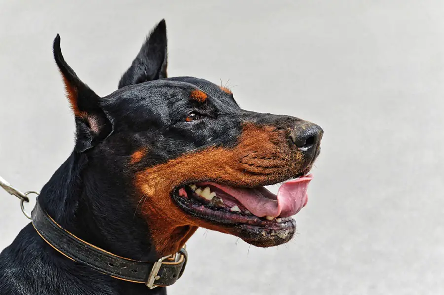 كلب الدوبرمان الاصلي: مواصفاته وسلوكياته والإعتناء به