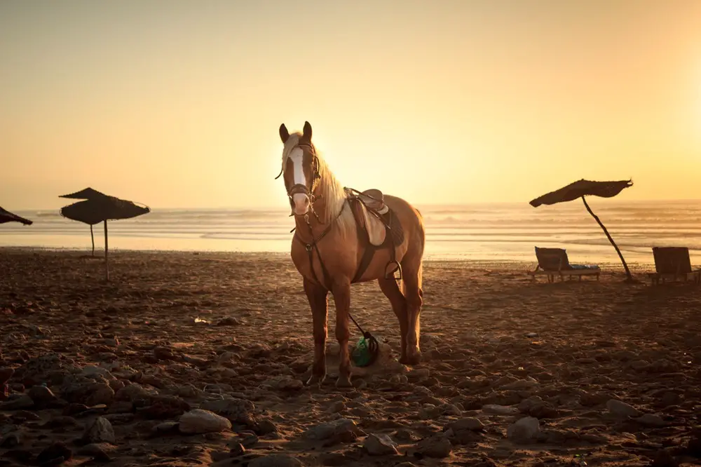 الخيول العربية: موطنها وصفاتها وكيفية العناية بها