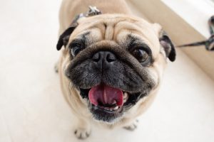 informations_about_pug