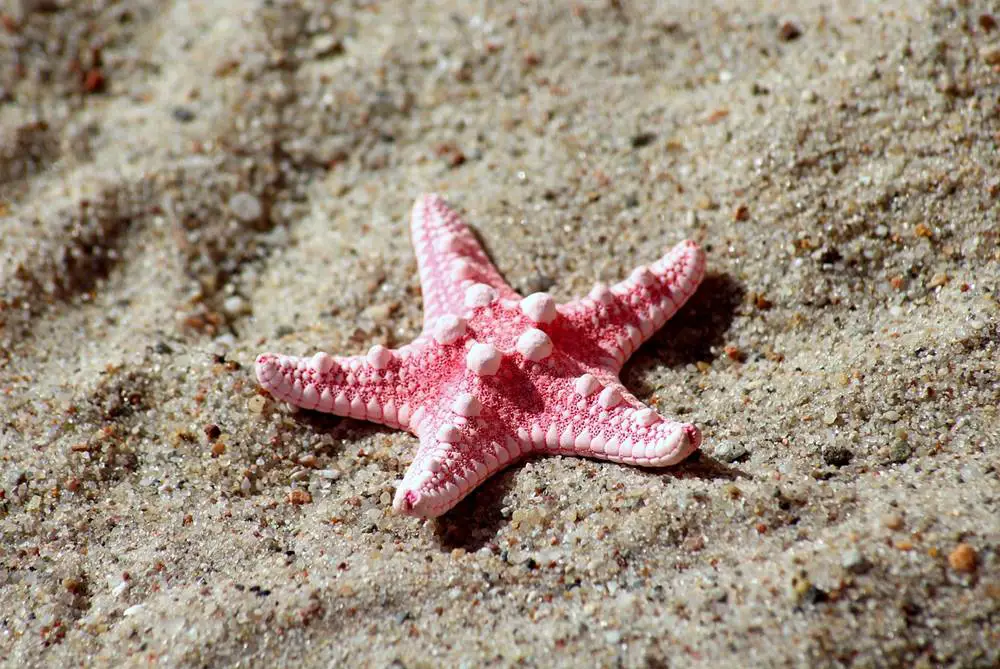أشهر 13 نوع لنجمة البحر وسبب تسميتها بهذا الاسم