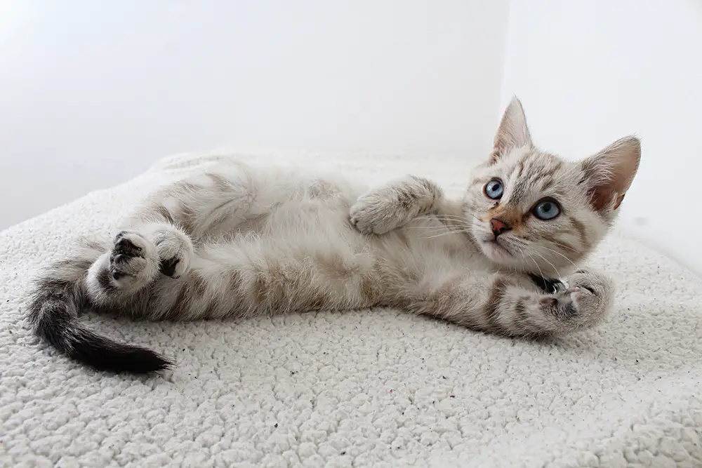 لماذا يعد قط راغدول من أكثر أنواع القطط المحببة للإنسان