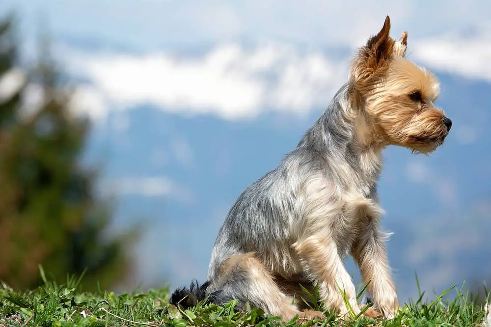 تربية كلاب اليوركشاير: أفضل 5 طرق فعالة وأهم النصائح
