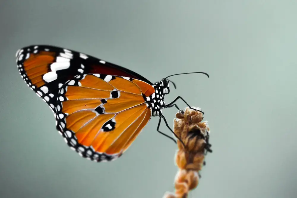 أهمية الفراشات في التوازن البيئي