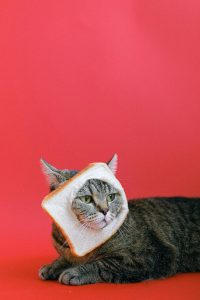 طعام القطط المنزلي والتفسير العلمي لتصرفاتهم الغريبة