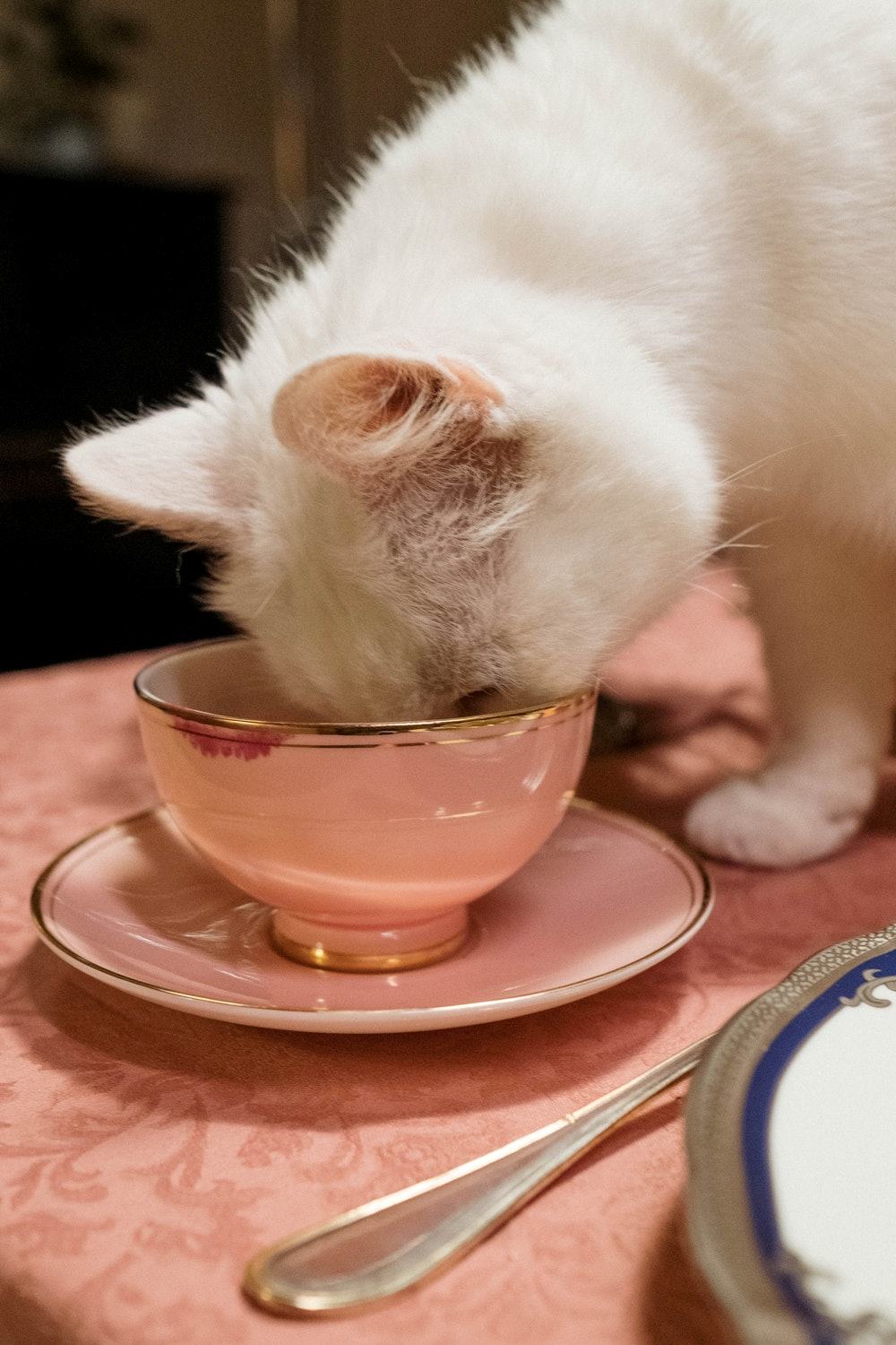 طعام القطط