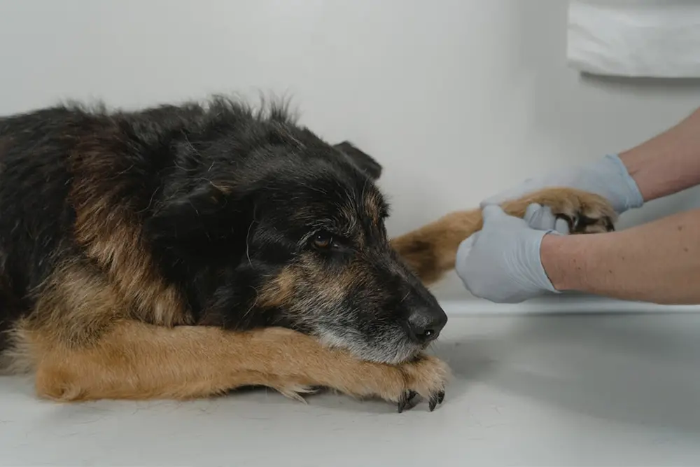 طرق الوقاية من امراض كلاب الجيرمن شيبرد