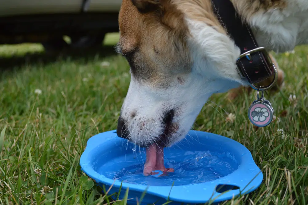 كلب يشرب مياه