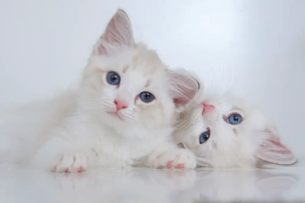 معلومات هامة عن قطط الهيمالايا مون فيس