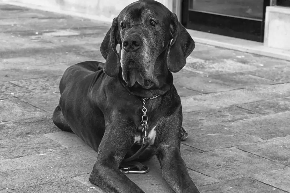  old-great-dane