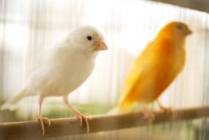أشهر 3 أنواع من الطيور المغردة وكيفية رعايتها بالمنزل