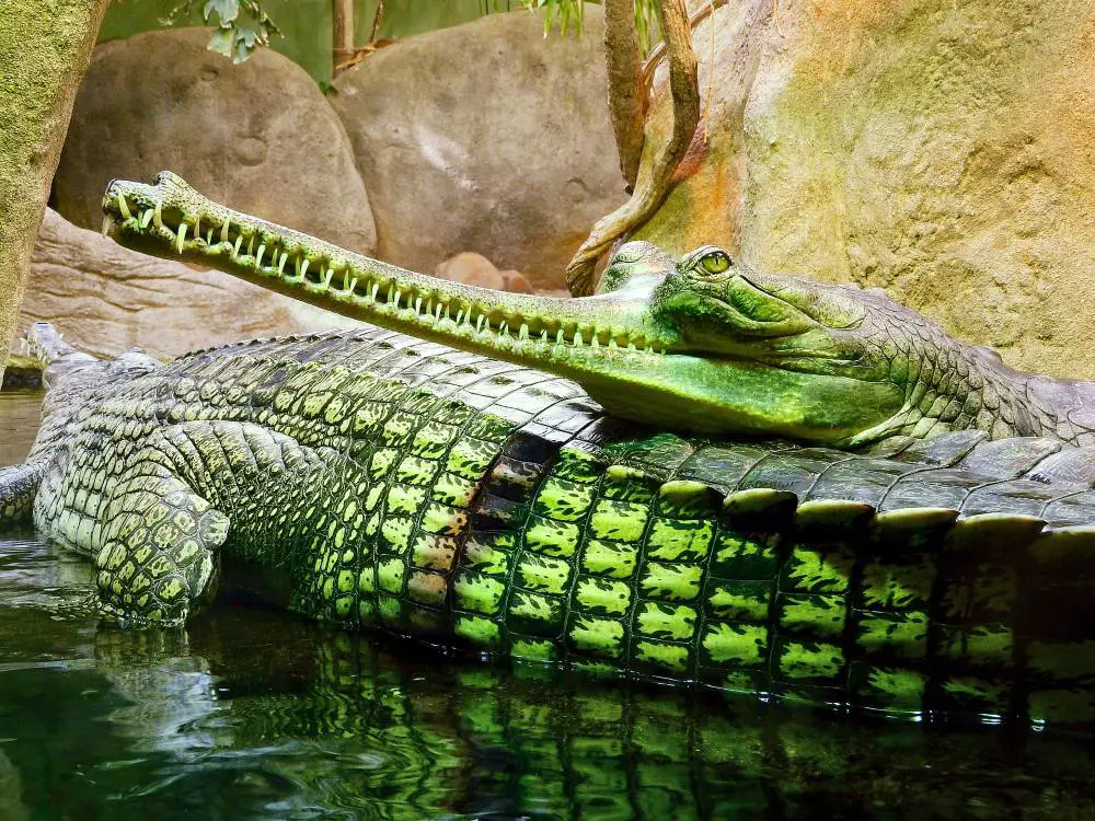 التمساح الهندي أطول تماسيح العالم المهددة بالانقراض