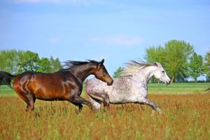 Thoroughbred-horses