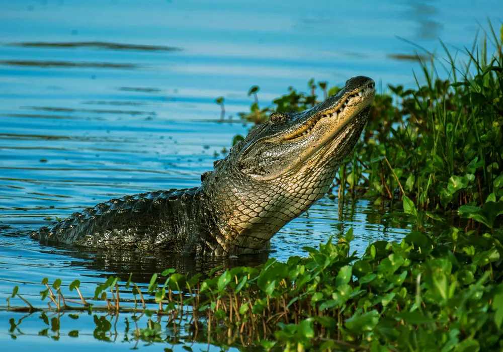 تمساح اليجاتور alligator
