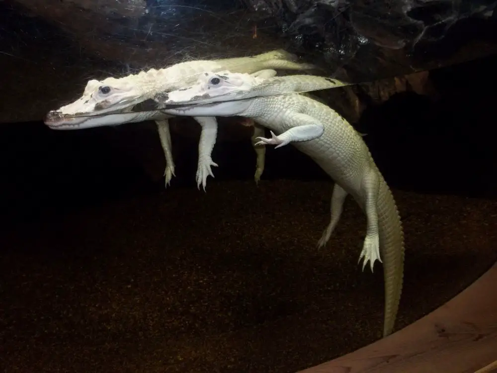 alligator ابيض اللون