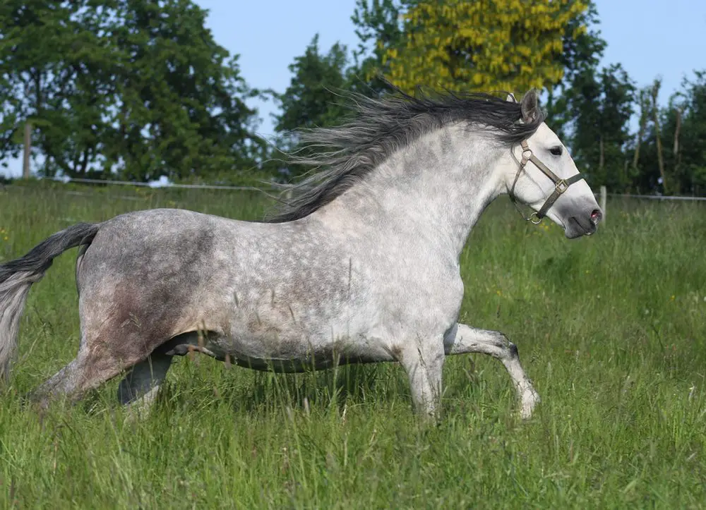 أهم صفات الحصان الأندلسي وسبب تسميته بحصان الملوك