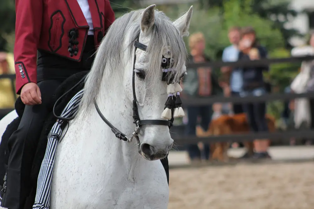 تدريب الحصان الإسباني