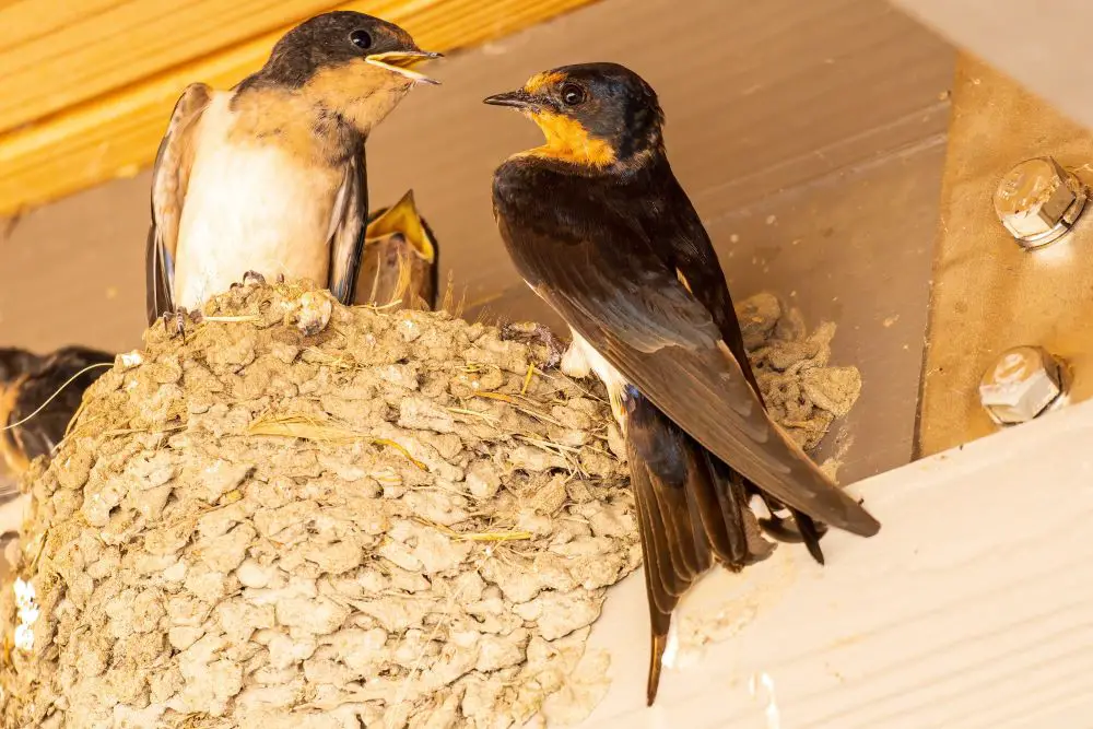 swallow-nest