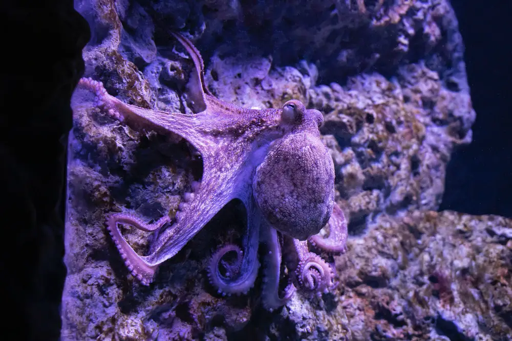 big octopus