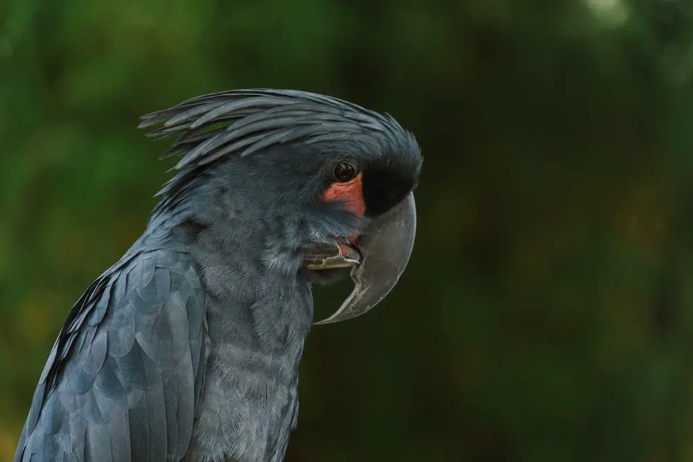 black-palm-parrot
