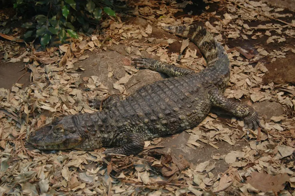 caiman-alligator