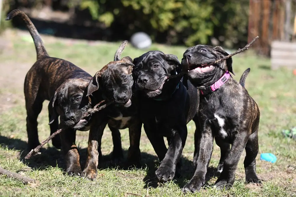 7 أنواع مختلفة لكلب كين كورسو ومواصفات كل نوع