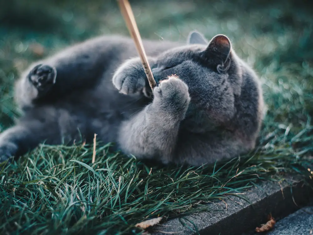 صفات وشخصية القط الروسي الأزرق وأهم مميزاته
