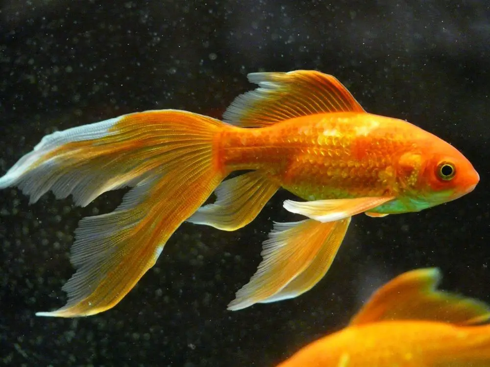 السمكة الذهبية