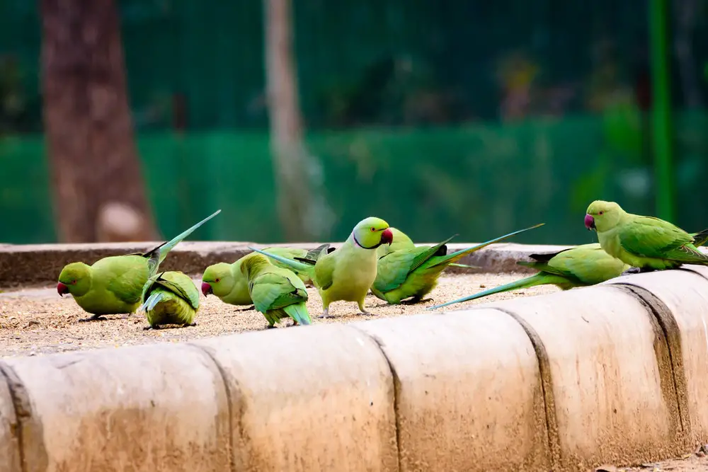 green-parakeet