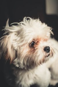 كلب اللولو الألماني: نشأته - مواصفاته - مميزاته وعيوبه