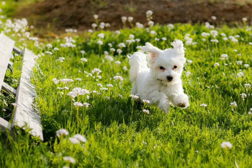 ما هي صفات كلب مالتيز الأبيض الشكلية والشخصية؟